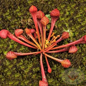 Sarracenia psittacina